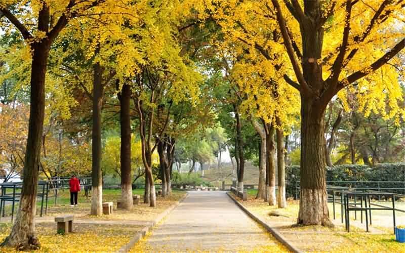 苏州大学2021年新疆各专业录取分数线